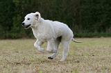 GOLDEN RETRIEVER 930